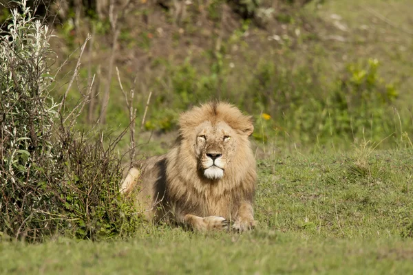 Lion dans la savane — Photo