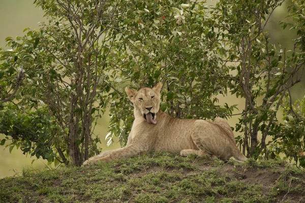 Jeune lion dans la savane — Photo