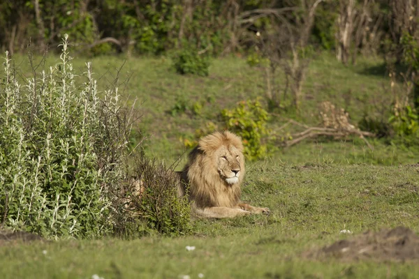 Lion dans la savane — Photo