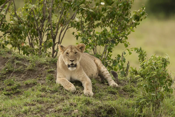 Jonge leeuw in de savanne — Stockfoto