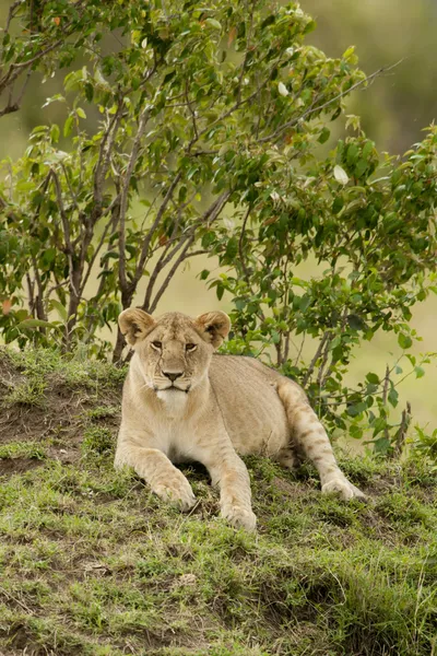 Jonge leeuw in de savanne — Stockfoto