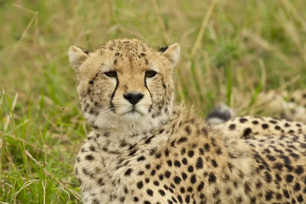 Cheetah nella savana — Foto Stock