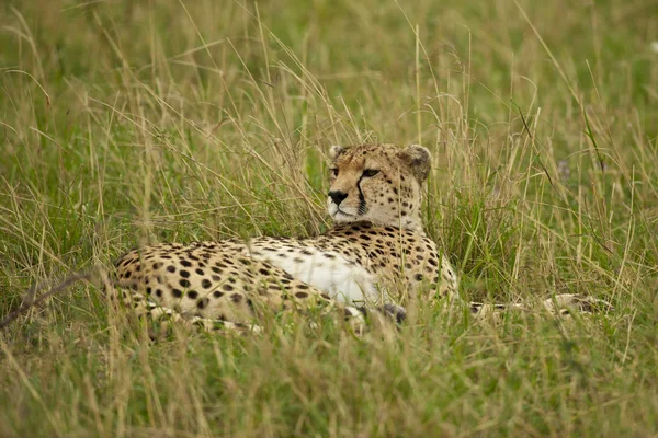 Cheetah na savana — Fotografia de Stock