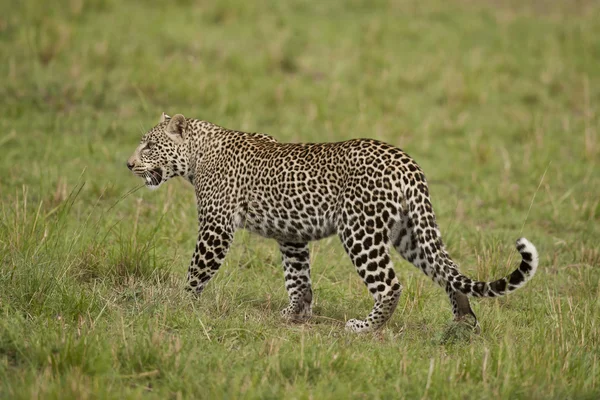 Leopardo a Masai Mara — Foto Stock