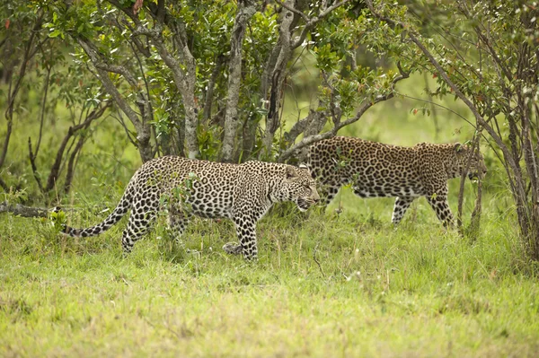 Leopard in Masai Mara — Stock Photo, Image