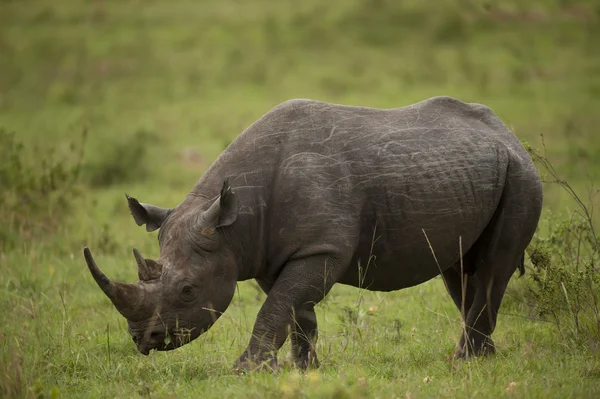 Black Rhinoceros — Stock Photo, Image