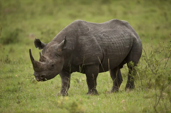 Svarta noshörningar — Stockfoto