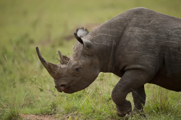 Portrait of a Black Rhinoceros — Stock Photo, Image