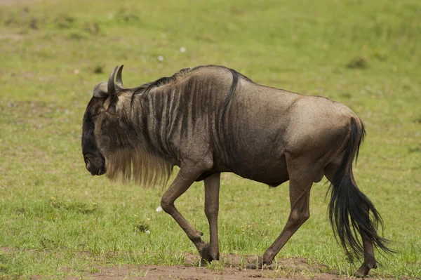 Wildebeest nella Savannah — Foto Stock