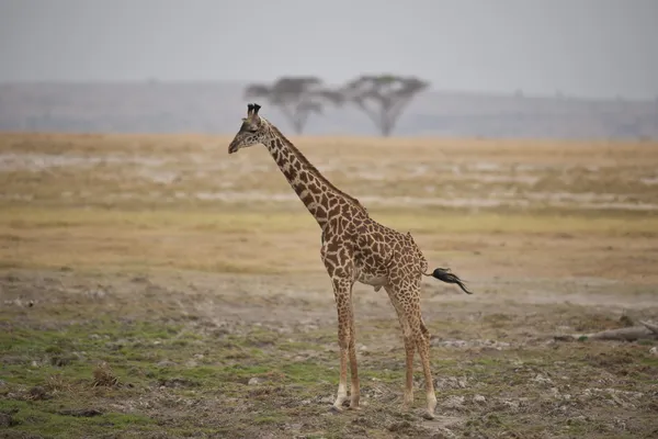 Жираф у савані — стокове фото