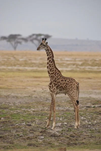 Жираф у савані — стокове фото
