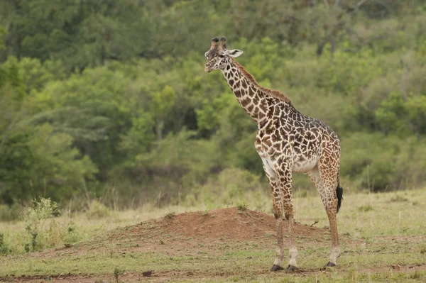 Girafa na savana — Fotografia de Stock