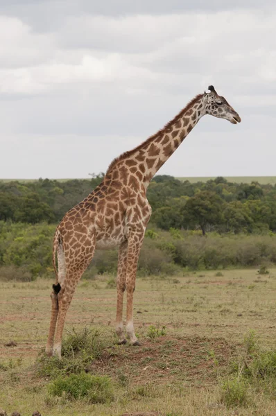 Giraff i savannen — Stockfoto