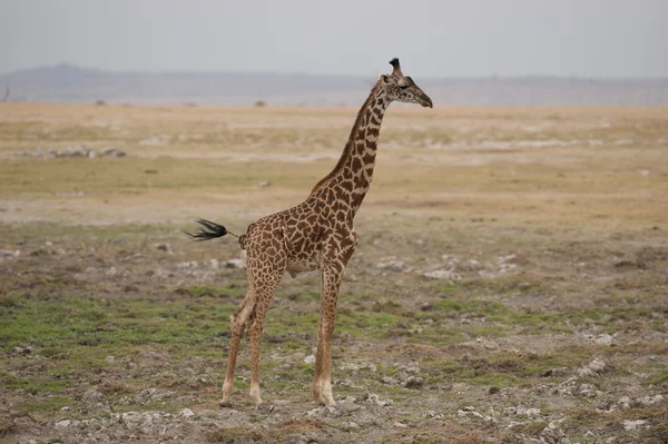 Girafe dans la savane — Photo