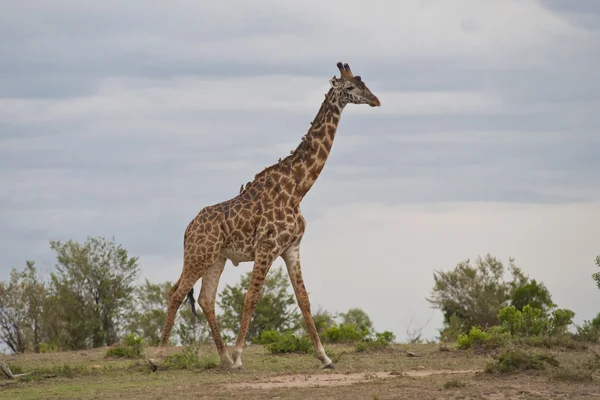 Girafa na savana — Fotografia de Stock