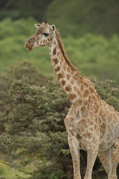 Primo piano di una giraffa — Foto Stock