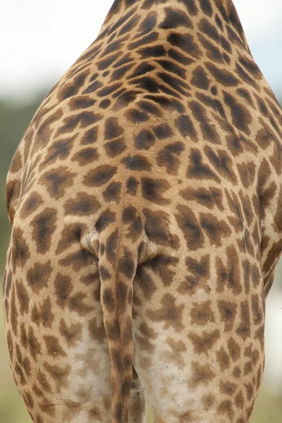 Giraffe textuur — Stockfoto