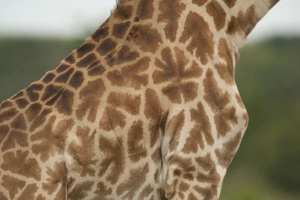 Texture giraffa — Foto Stock