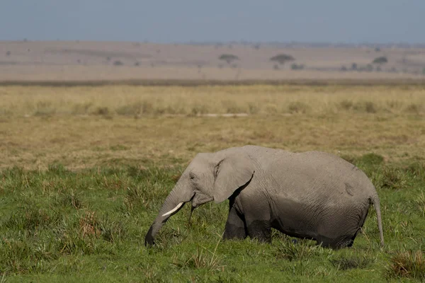 Elefant weidet in der Savanne — Stockfoto