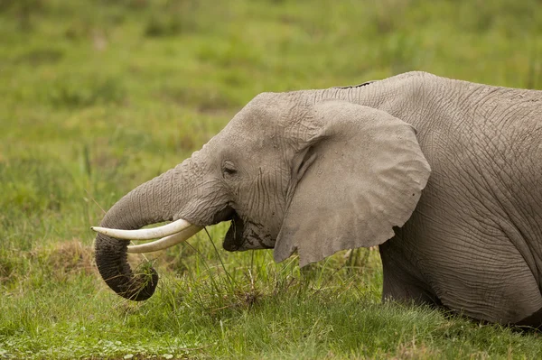 放牧的大象 — 图库照片