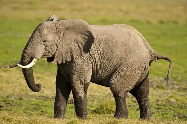 Elefant in der Savanne — Stockfoto