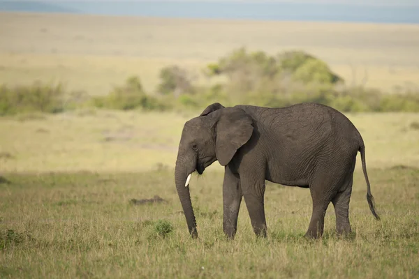 在大草原上的大象 — 图库照片