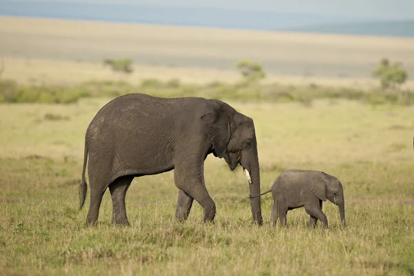 Olifant en haar kalf in de savanne — Stockfoto
