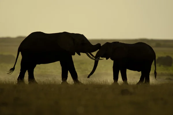 二頭の象の見られるバックライト — ストック写真