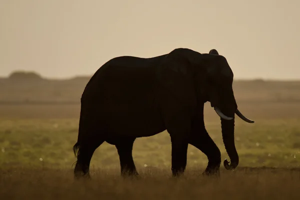 Elefant bei Gegenlicht gesehen — Stockfoto