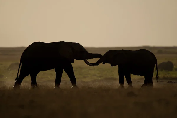二頭の象の見られるバックライト — ストック写真