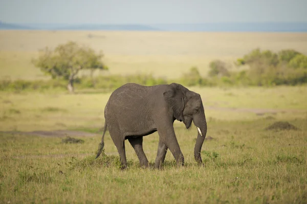 Olifant in de savanne — Stockfoto