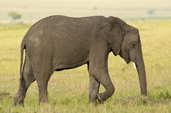 サバンナの象は — ストック写真