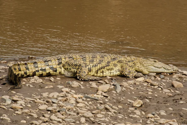 Crocodilo perto do rio Mara — Fotografia de Stock