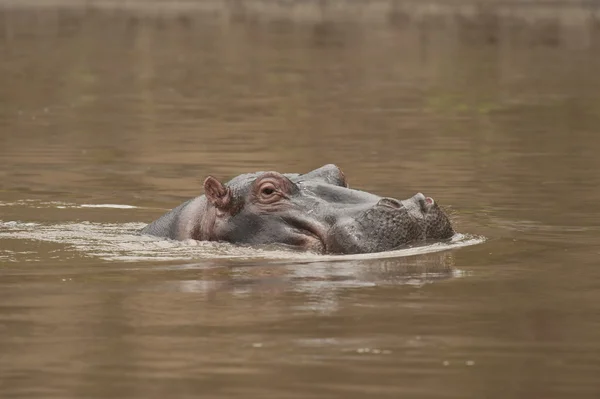 Hippopotamus in the Mara River — Stock Photo, Image