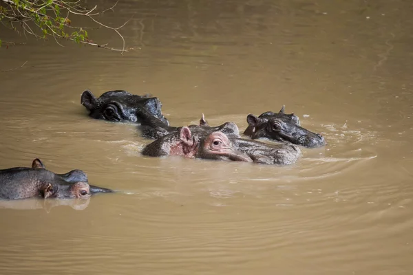 Familia de Hipopótamo en el Río Mara —  Fotos de Stock