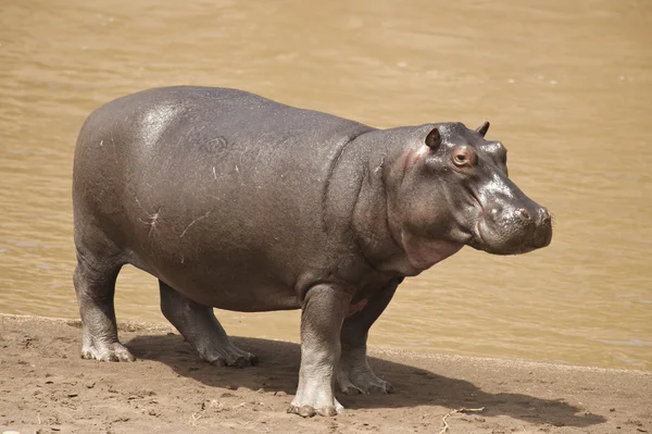 Hipopótamo — Foto de Stock