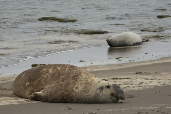 Elephant seal in Ponta Delgada — Stock Photo, Image