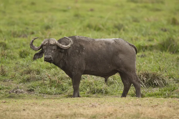 Bufalo nella savana — Foto Stock