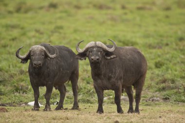 Savannah iki buffalos