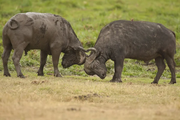 Two Buffalos Fighting — Stock Photo, Image