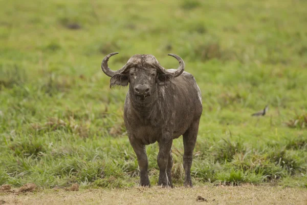 Bufalo nella savana — Foto Stock