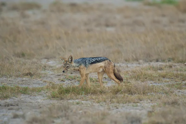 Golden Jackal in the Savannah — Stock Photo, Image