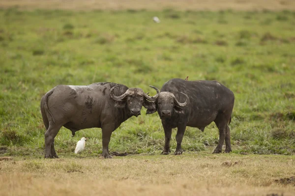 Two Buffalos in the Savannah — Stock Photo, Image