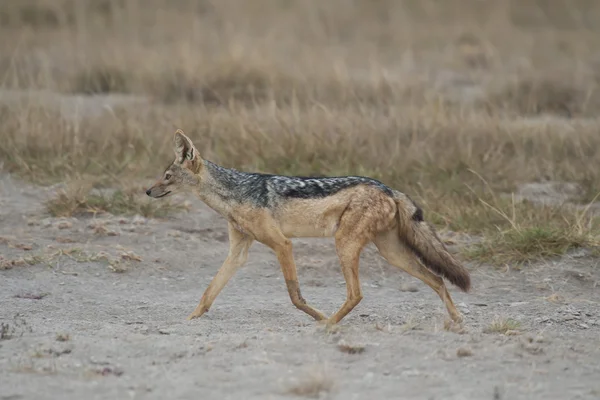 Golden Jackal in the Savannah — Stock Photo, Image