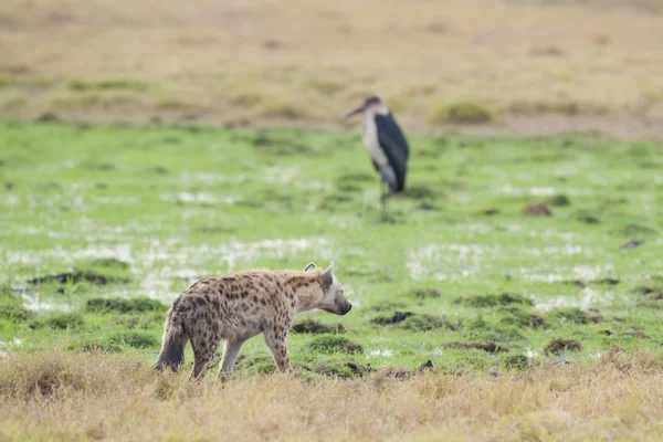 Hiena chodzenie na sawannie — Zdjęcie stockowe
