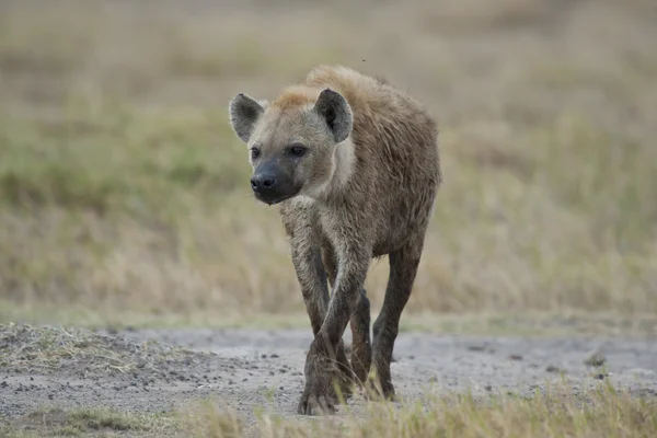 Hyena v savaně — Stock fotografie