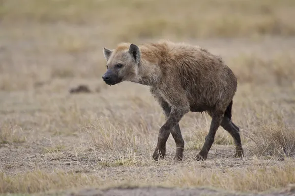 Hyena's wandelen in de savanne — Stockfoto