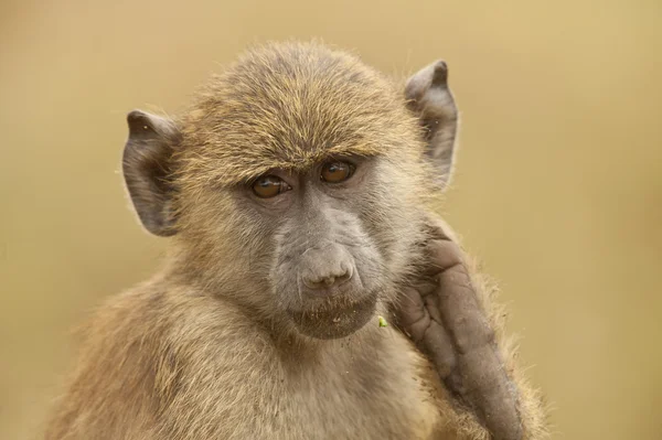 Portrait of an Olive Baboon — Stock Photo, Image