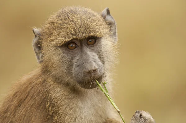 Portrait of an Olive Baboon — Stock Photo, Image