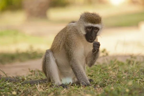 Vervet Monkey — Stock Photo, Image